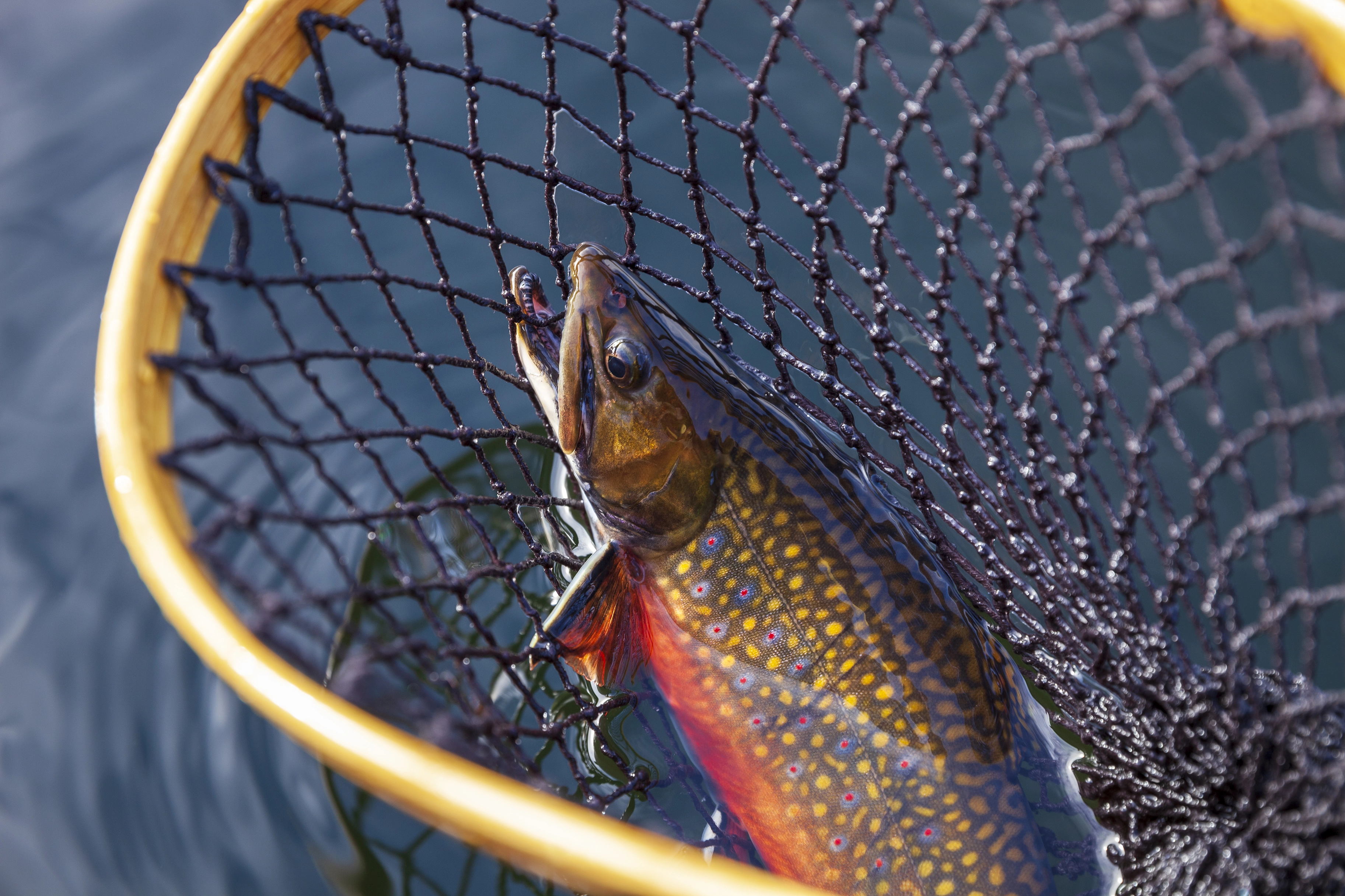A brook trout in a landing net, showing its distinctive red and yellow spots and vibrant fins.