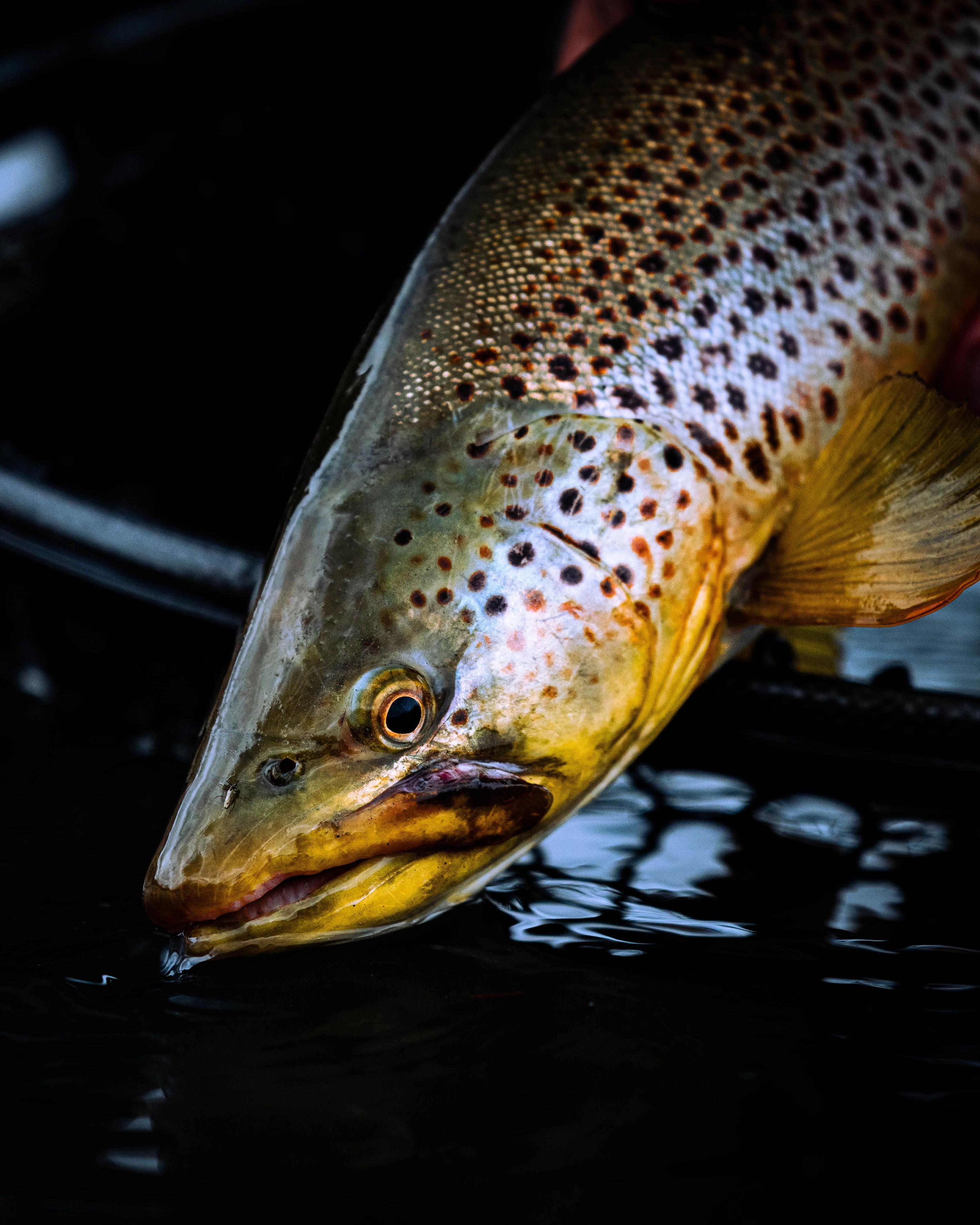 Close-up of a brown trout being released, with its mouth barely touching the water.