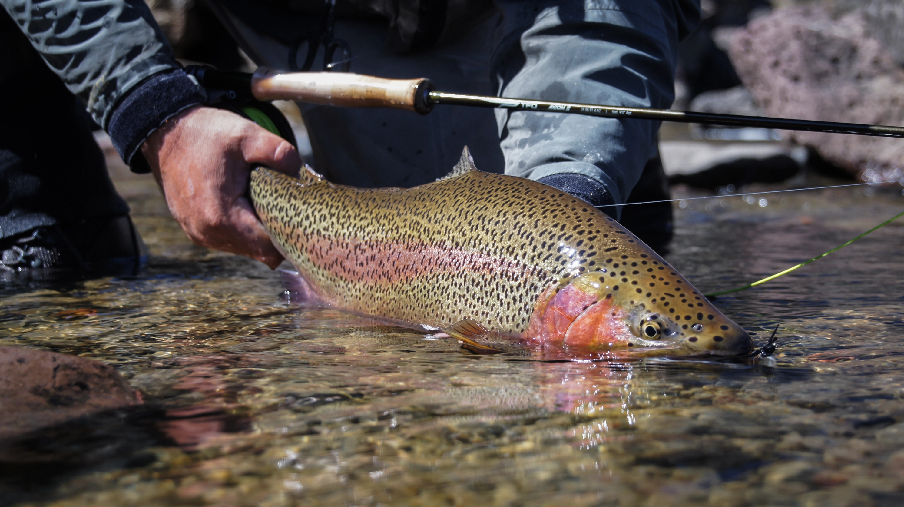 California Fly Fishing in August: Prime Time for Golden State Waters