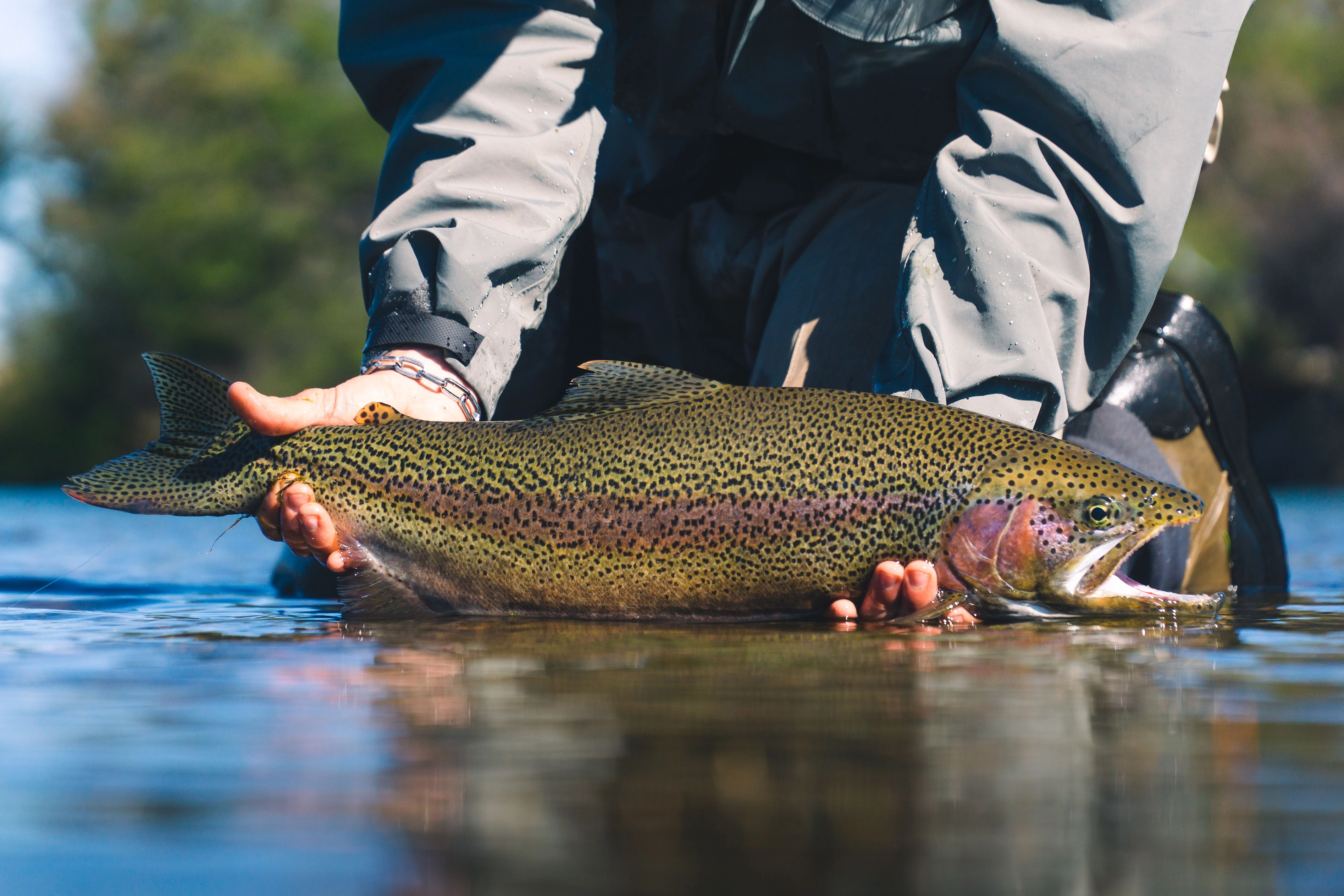 April Fly Fishing in California: Complete Guide to Spring Conditions & Hatches