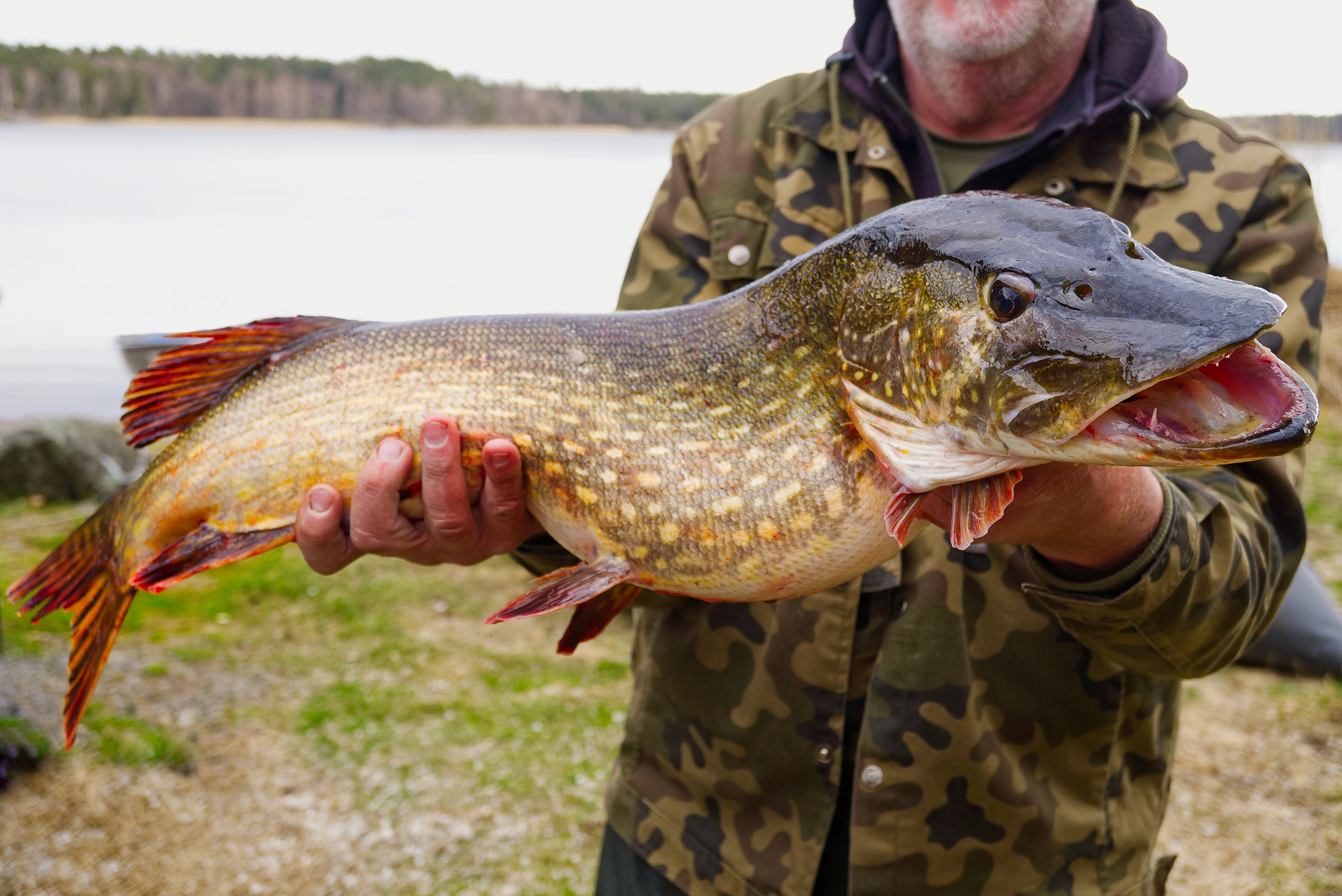A man in a camouflage jacket holds a large northern pike with a lake and trees in the background.