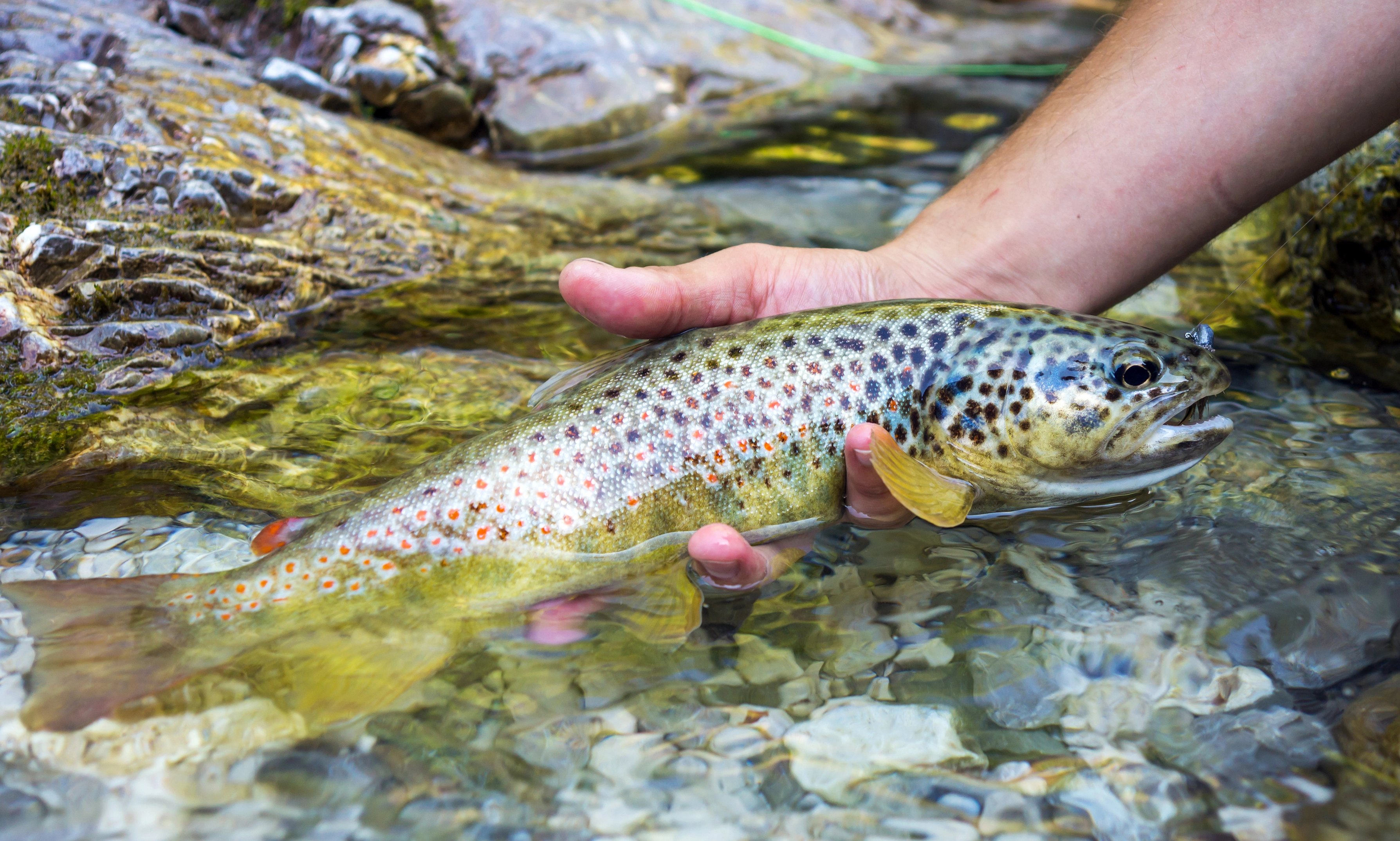 A fly fisherman's hand gently holds a beautiful brown trout in clear river water with visible rocks.