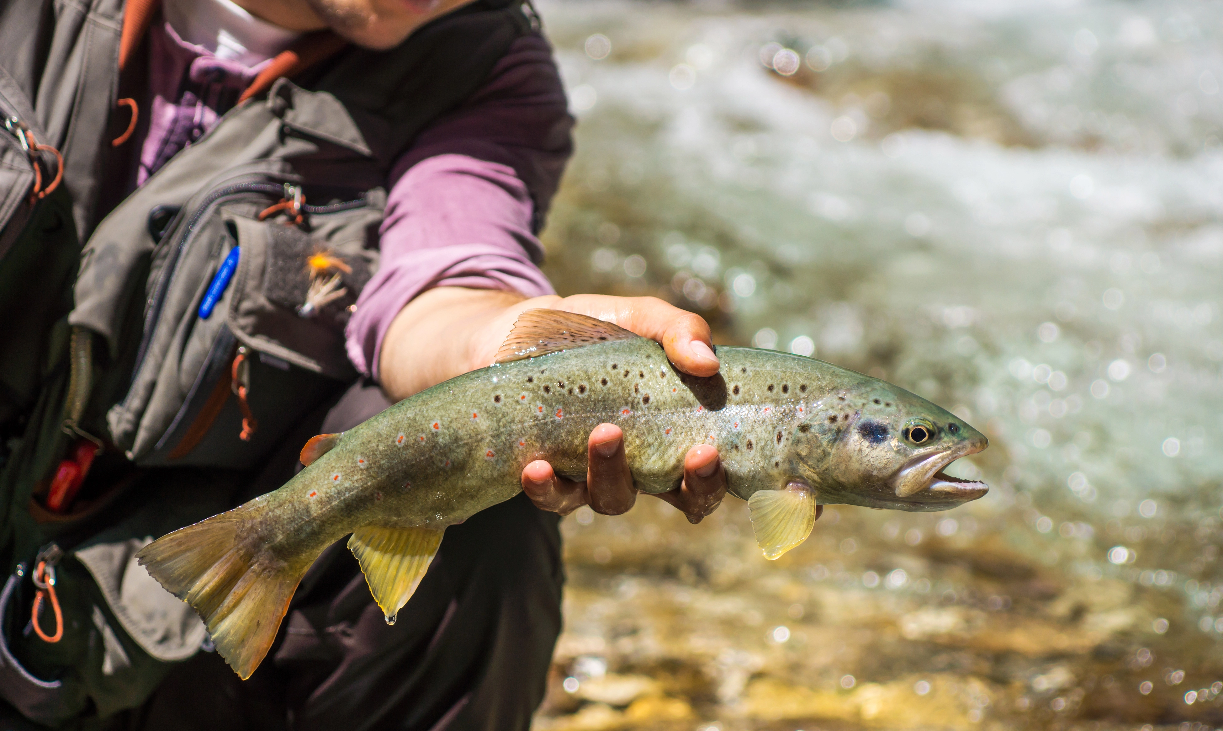California Fly Fishing in June - Prime Conditions & Hatches | FlyFindr