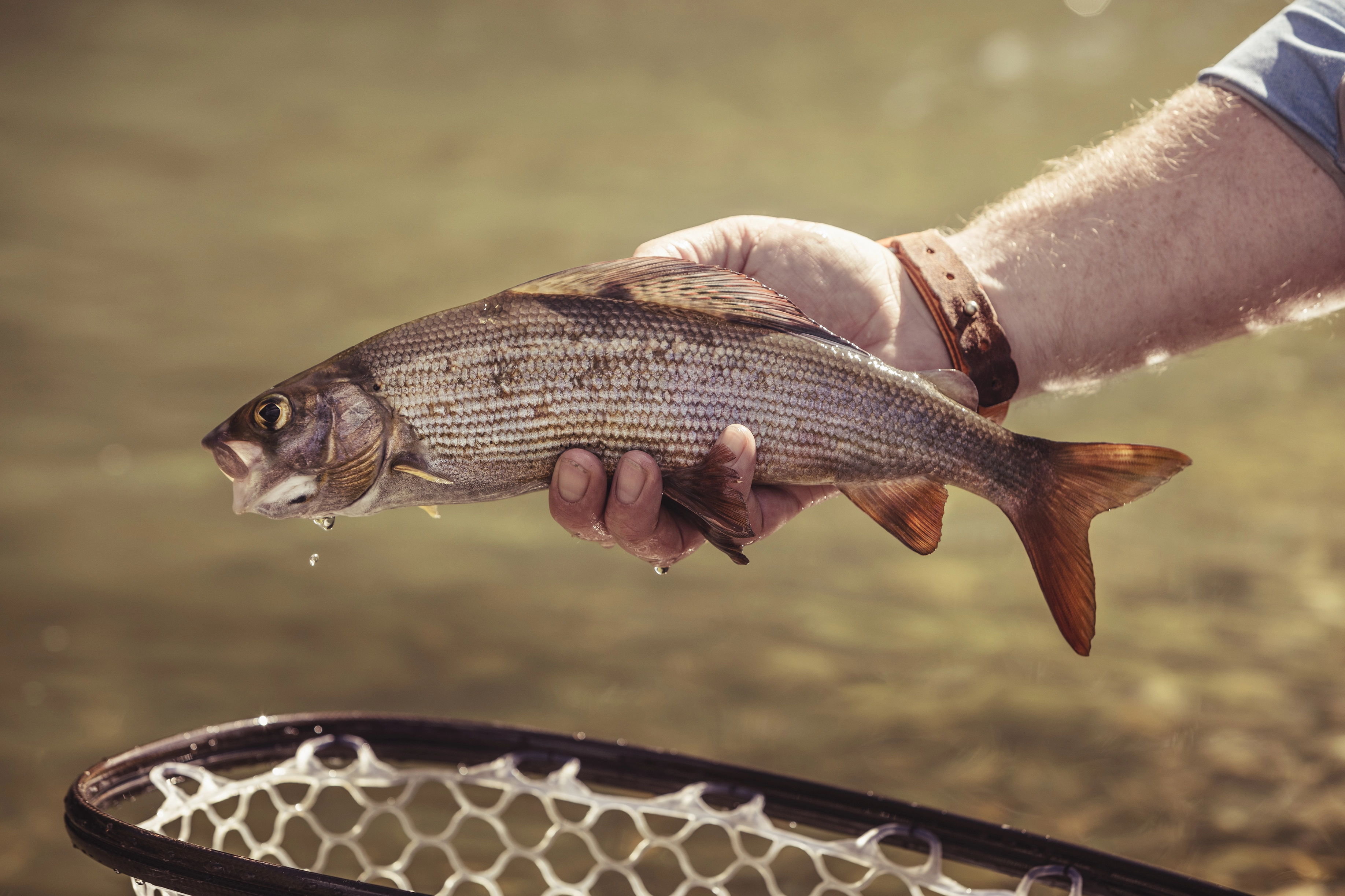 Close-up of an Arctic Grayling held over a net, with water dripping from its mouth and body.