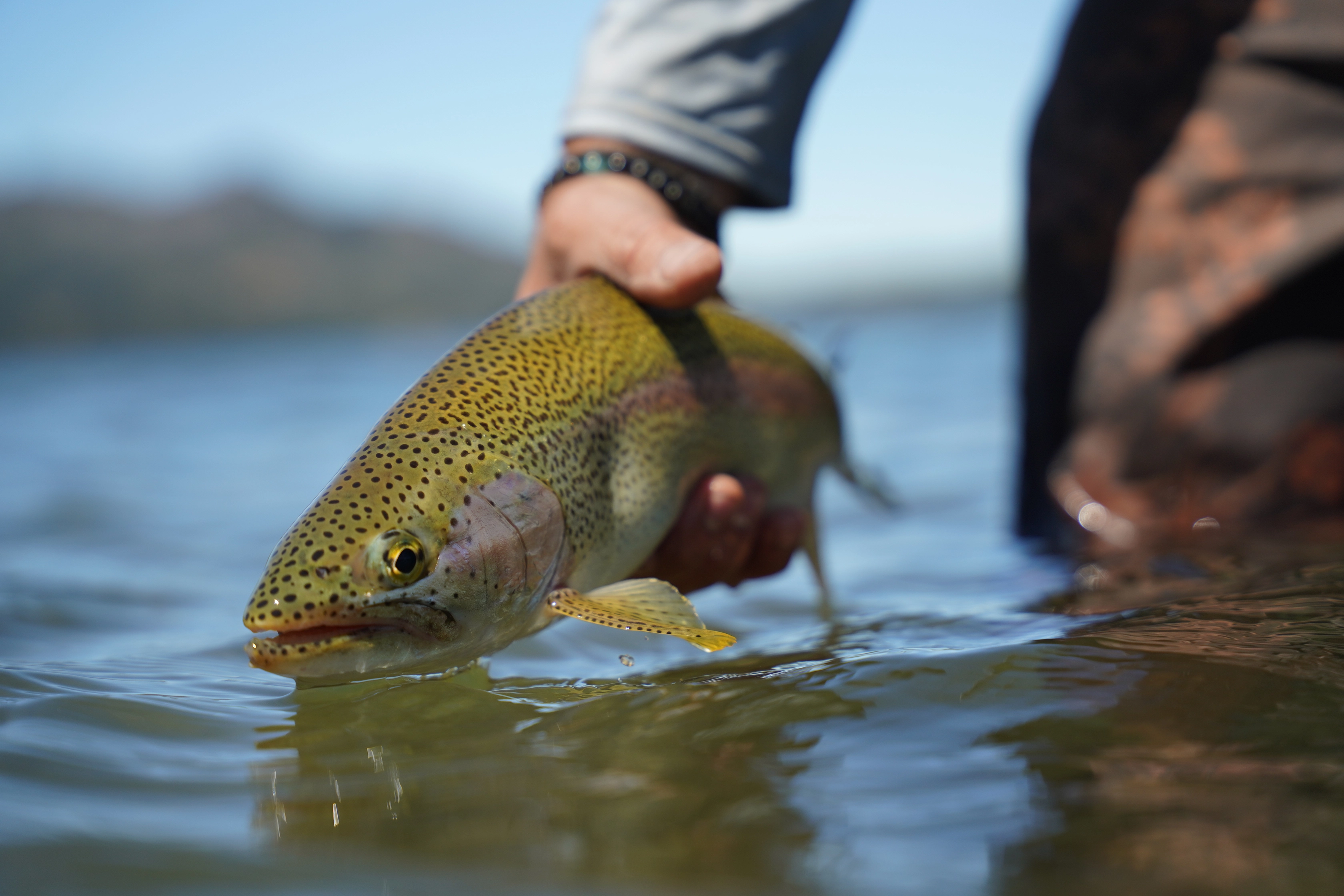 California Fly Fishing in July 2025: High Country Peaks, Tailwater Excellence