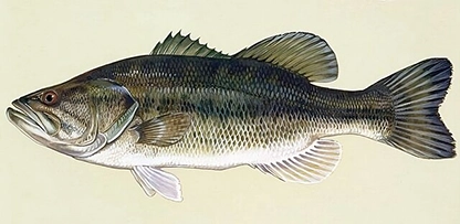 Illustration of a largemouth bass with its mouth slightly open, showing scales and fins.
