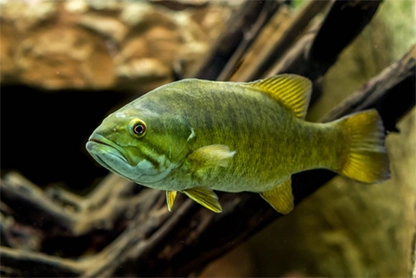 Close-up of a smallmouth bass underwater with fins extended, surrounded by submerged branches.